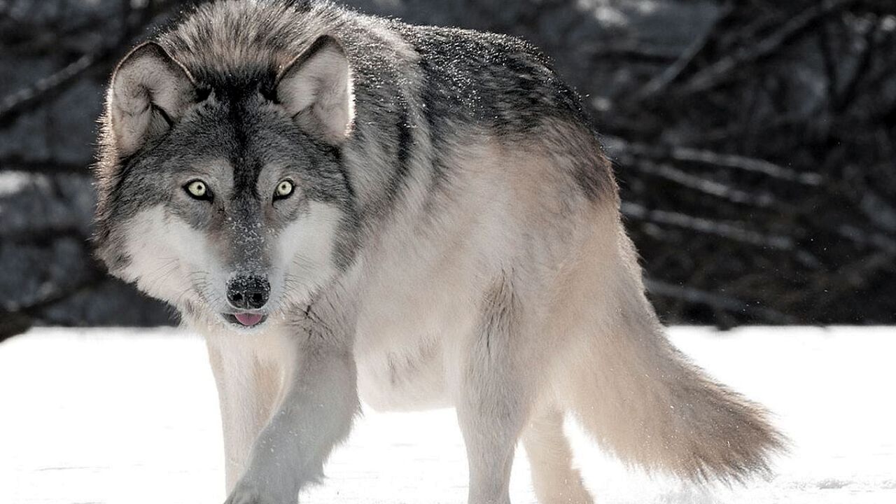 چرا گرگ‌ها میهمان ناخوانده همدانی ها شدند؟/ آدمها به زیستگاه گرگ‌ها رفتند یا گرگها به سکونتگاه‌های انسانی