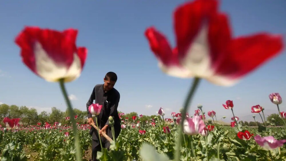 افزایش ۳ برابری درآمد کشاورزان افغان بابت کشت تریاک/ جهش شدید افغانستان برای تولید روانگردان
