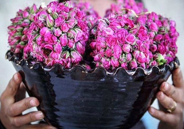 برپایی جشنواره گلاب‌گیری در کاخ مروارید مهرشهر