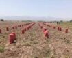 پرداخت زکات مستحبی کشاورزان حاجی‌آباد برای نیازمندان