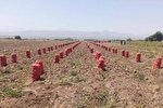 پرداخت زکات مستحبی کشاورزان حاجی‌آباد برای نیازمندان