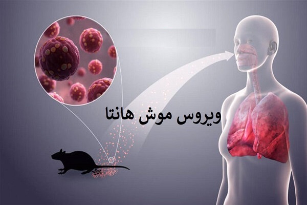 احتمال وجود هانتاویروس در ایران نزدیک به صفر است