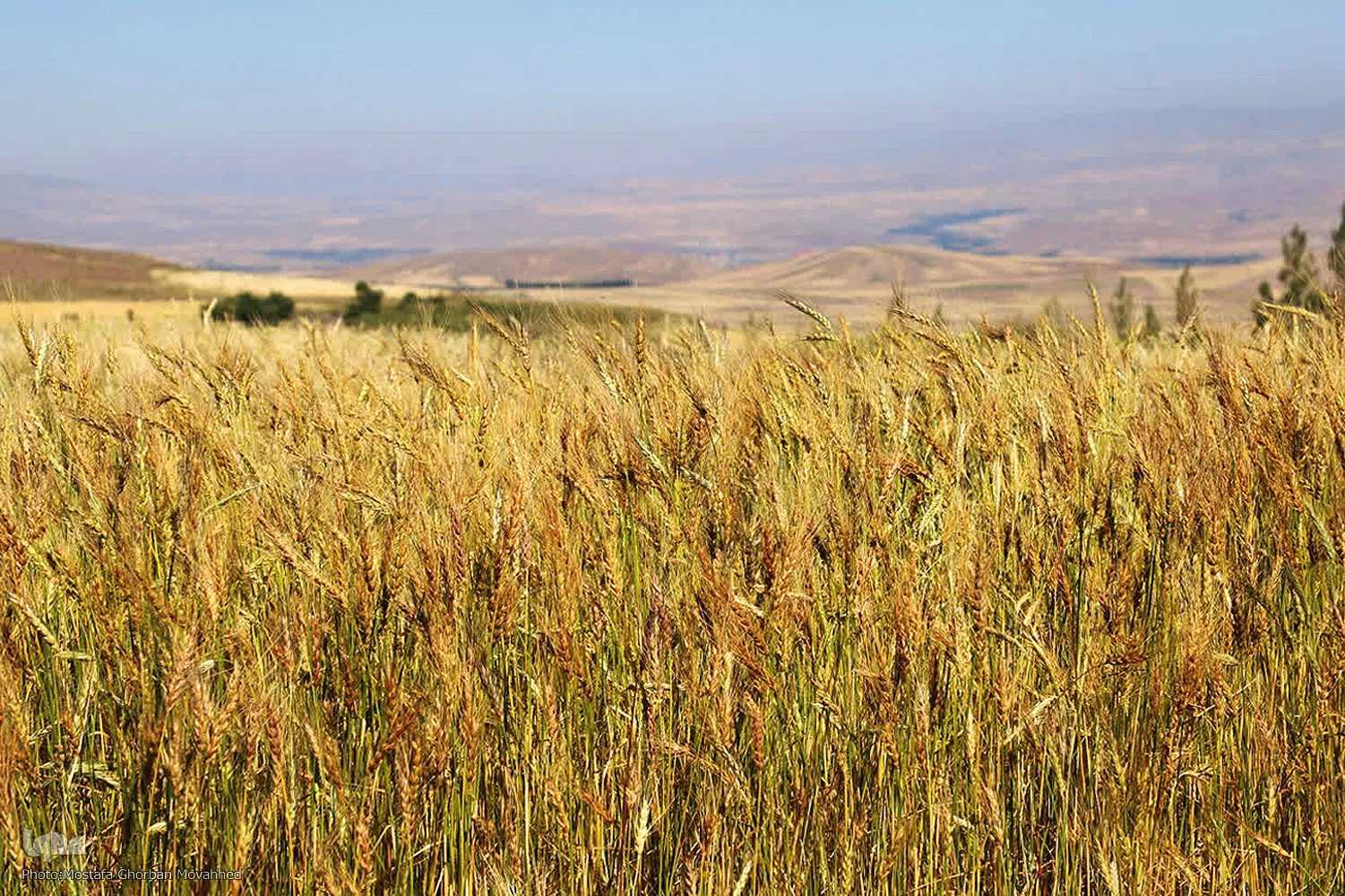 برداشت خوشه های طلایی – شهرستان اهر